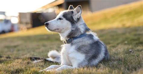 How Much Do Huskies Cost? Complete Guide To ...